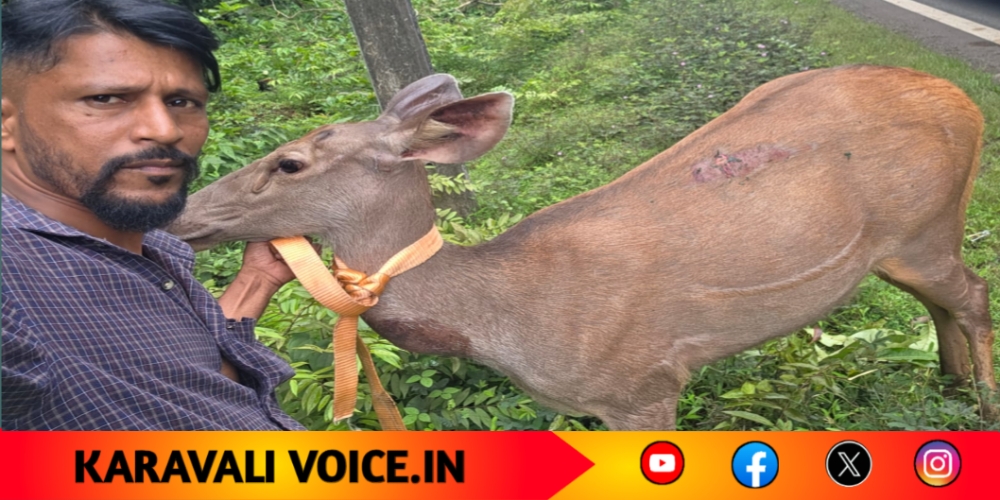 ಡಿಕ್ಕಿಗೆ ಗಾಯಗೊಂಡ ಕಡವೆ; ದೇವರಾದ ಸ್ಥಳೀಯರು!