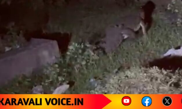 ಜನವಸತಿ ಪ್ರದೇಶದ ಬಳಿಯೇ ಮೊಸಳೆ ಓಡಾಟ! 