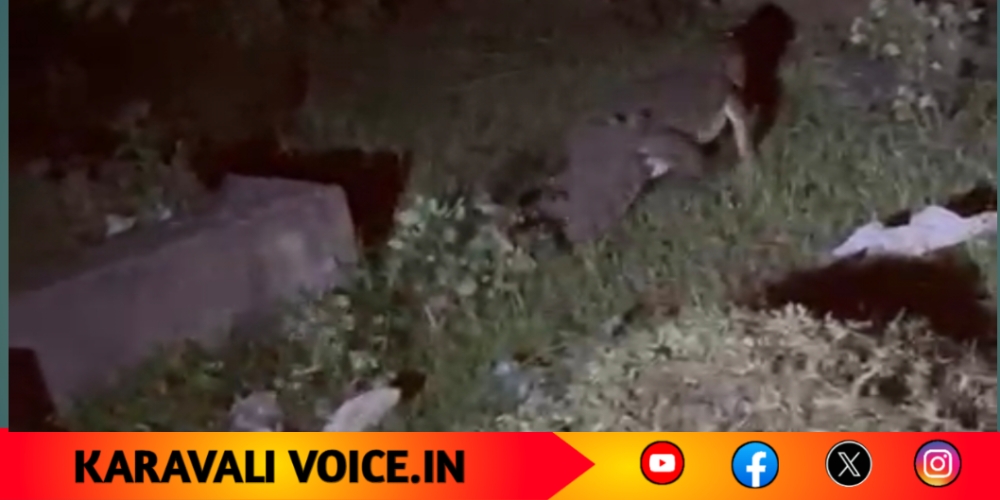 ಜನವಸತಿ ಪ್ರದೇಶದ ಬಳಿಯೇ ಮೊಸಳೆ ಓಡಾಟ! 