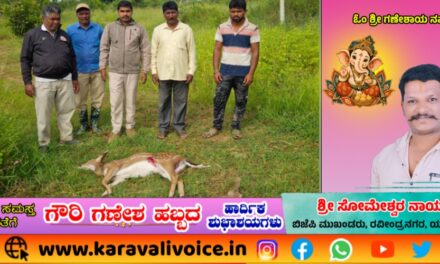 ಕಾಡಿನಿಂದ ಬಂದ ಜಿಂಕೆ ಶ್ವಾನಗಳ ದಾಳಿಗೆ ಬಲಿ!