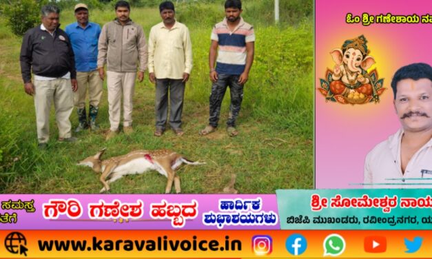 ಕಾಡಿನಿಂದ ಬಂದ ಜಿಂಕೆ ಶ್ವಾನಗಳ ದಾಳಿಗೆ ಬಲಿ!