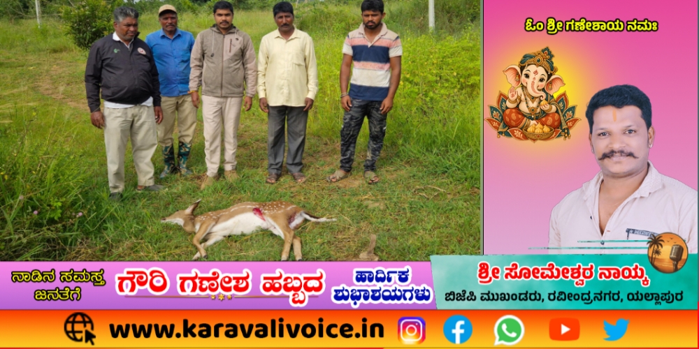 ಕಾಡಿನಿಂದ ಬಂದ ಜಿಂಕೆ ಶ್ವಾನಗಳ ದಾಳಿಗೆ ಬಲಿ!
