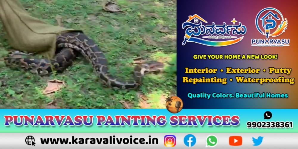 ವಿಡಿಯೋ ನೋಡಿ, ಹೊಲದಲ್ಲಿ ಪ್ರತ್ಯಕ್ಷವಾಯ್ತು 15 ಅಡಿ ಉದ್ದದ ಹೆಬ್ಬಾವು!  