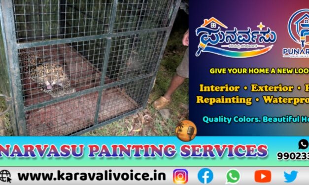 ಕಾರವಾರದಲ್ಲಿ ಪಂಜರಕ್ಕೆ ಬಿದ್ದ ಚಿರತೆ! 