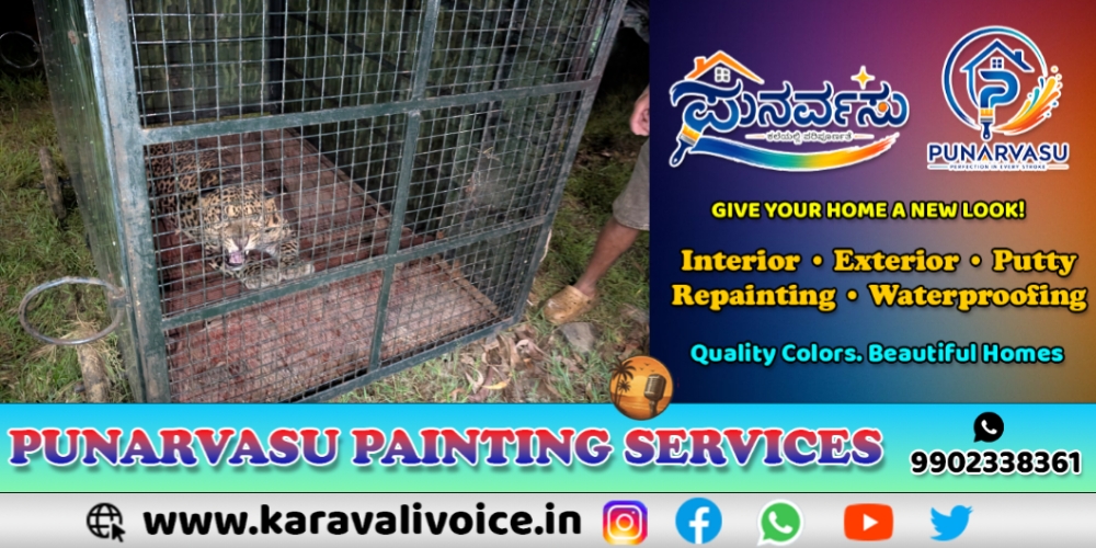 ಕಾರವಾರದಲ್ಲಿ ಪಂಜರಕ್ಕೆ ಬಿದ್ದ ಚಿರತೆ! 