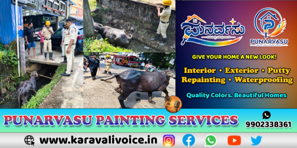 ಎಮ್ಮೆ ಹೋಯ್ತು ಚರಂಡಿಗೆ; ಅಗ್ನಿಶಾಮಕರು ಬಂದರು ರಕ್ಷಣೆಗೆ!