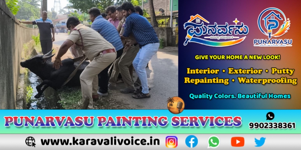 ಎಮ್ಮೆಗೆ ಚರಂಡಿ ಕಂಟಕ, ಅಗ್ನಿಶಾಮಕರಿಗೆ ನಿತ್ಯ ಸಂಕಟ!