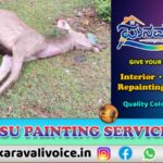 ಕಾಡಿನಿಂದ ನಾಡಿಗೆ: ಕಡವೆ ಬೆನ್ನಟ್ಟಿ ಬಂದು ಬಲಿ ಪಡೆದ ಚಿರತೆ!
