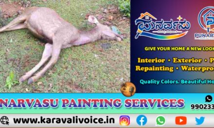 ಕಾಡಿನಿಂದ ನಾಡಿಗೆ: ಕಡವೆ ಬೆನ್ನಟ್ಟಿ ಬಂದು ಬಲಿ ಪಡೆದ ಚಿರತೆ!