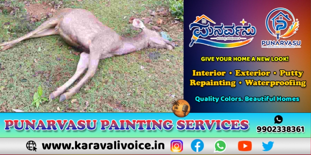 ಕಾಡಿನಿಂದ ನಾಡಿಗೆ: ಕಡವೆ ಬೆನ್ನಟ್ಟಿ ಬಂದು ಬಲಿ ಪಡೆದ ಚಿರತೆ!